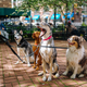 Image for article titled Grab Your Four-Legged Pals Some of the Best Pet Goodies from Amazon